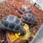 アルダブラゾウガメ