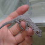 イシヤモリ