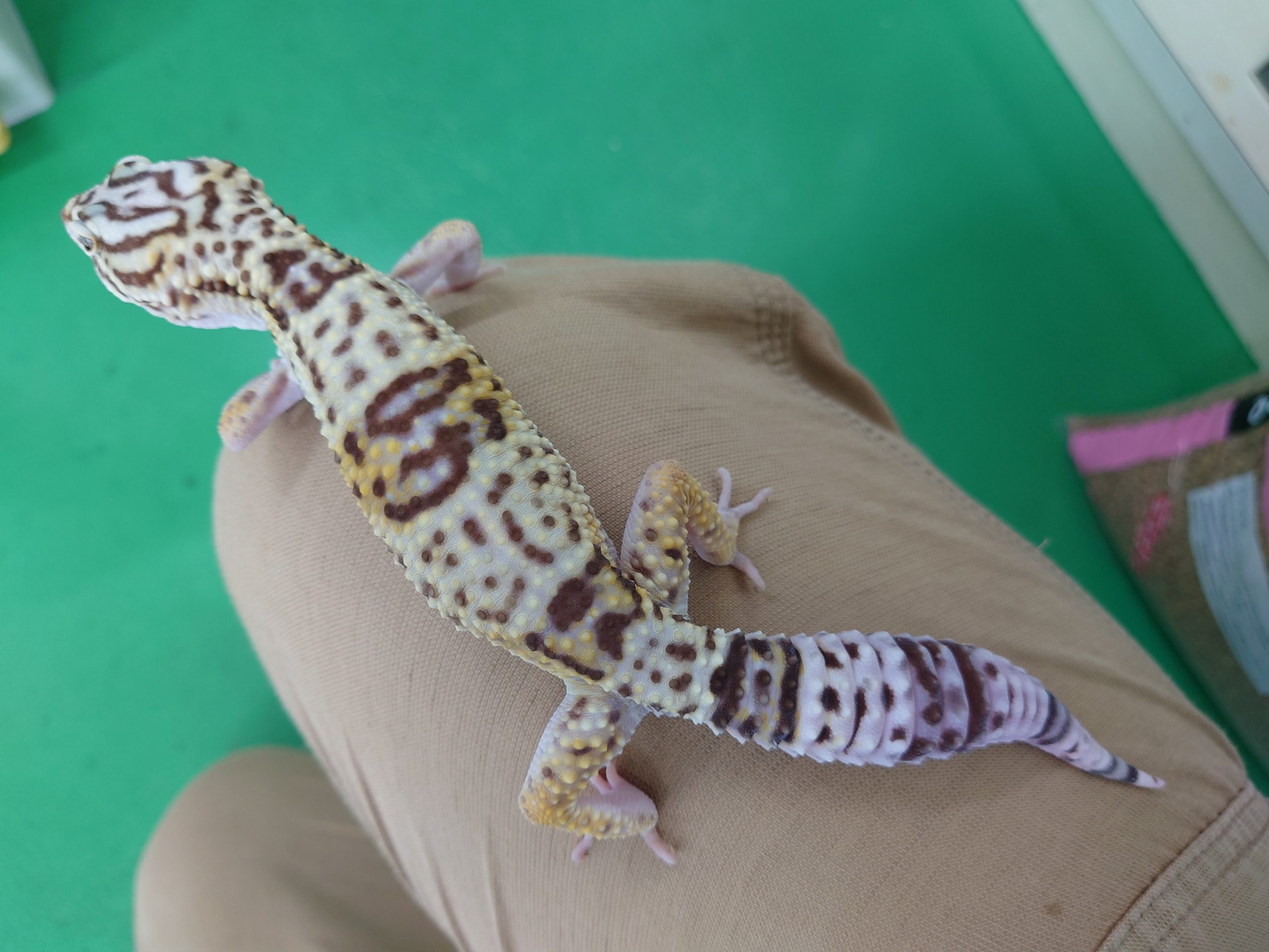 オバケトカゲモドキ飼育例