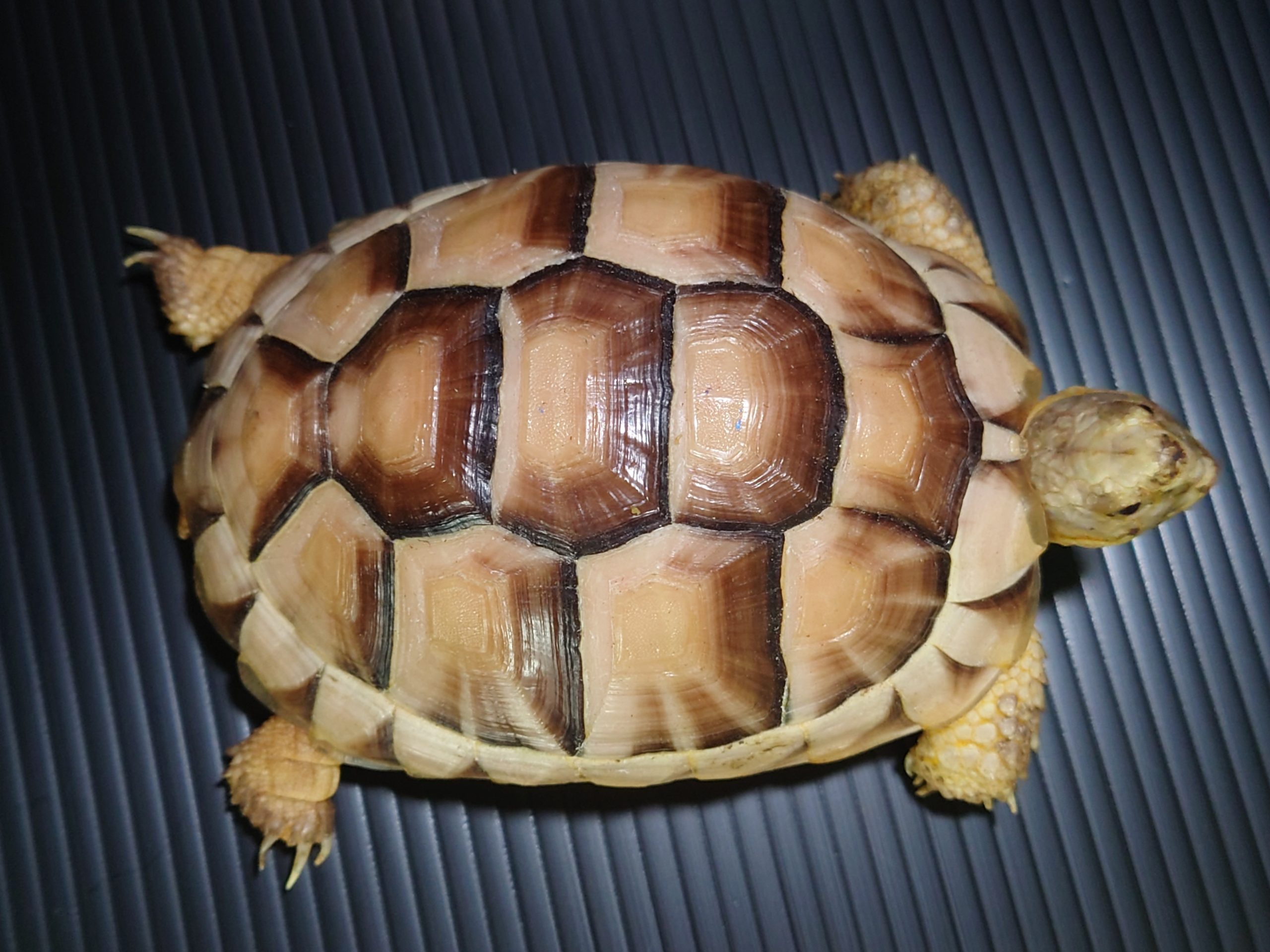 マルギナータリクガメ></div>
		<!---->
		<!---->
		<!---->
		<!---->
		<!---->
		<!---->
	
		<table class=