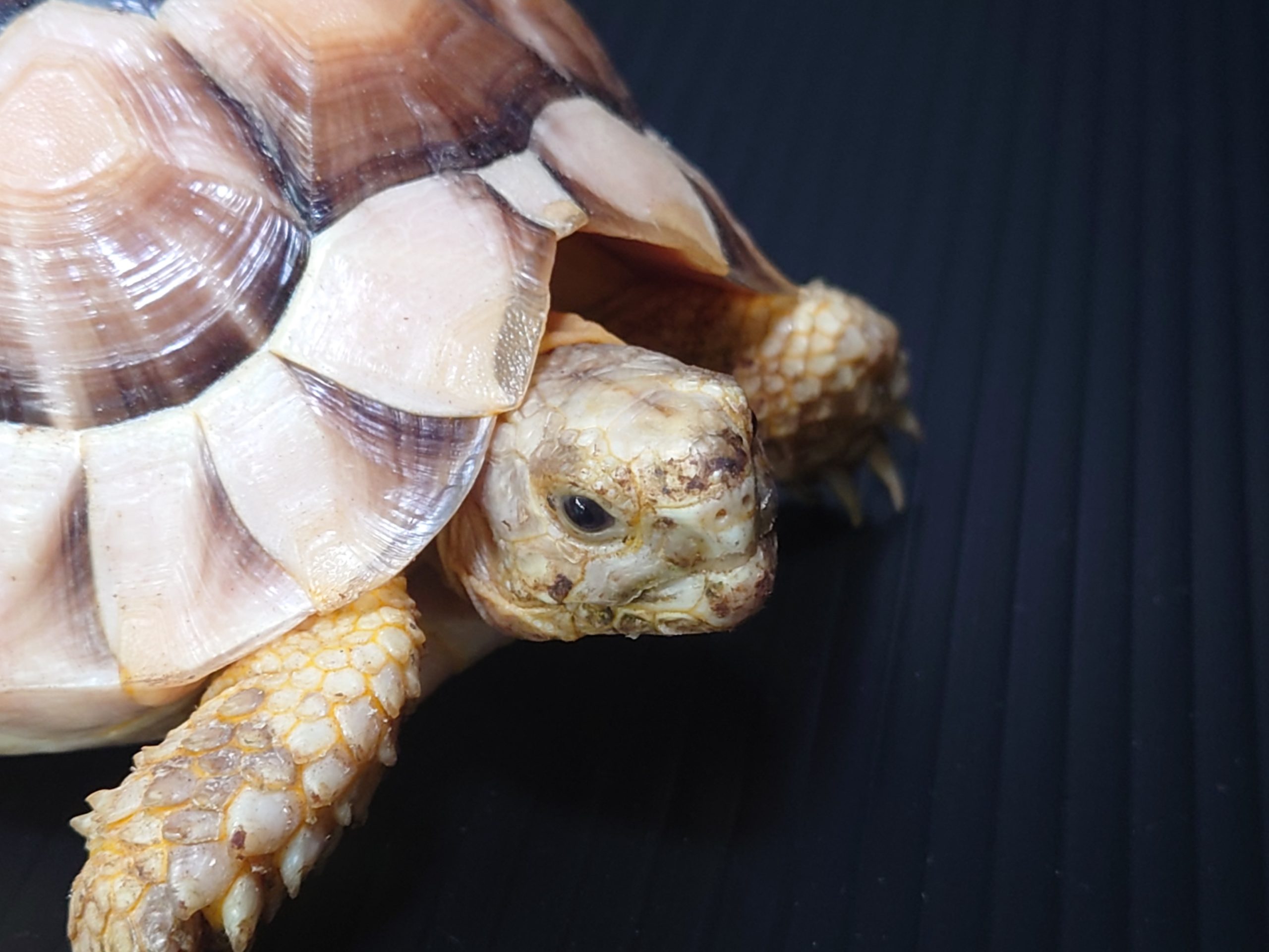 マルギナータリクガメ飼育例