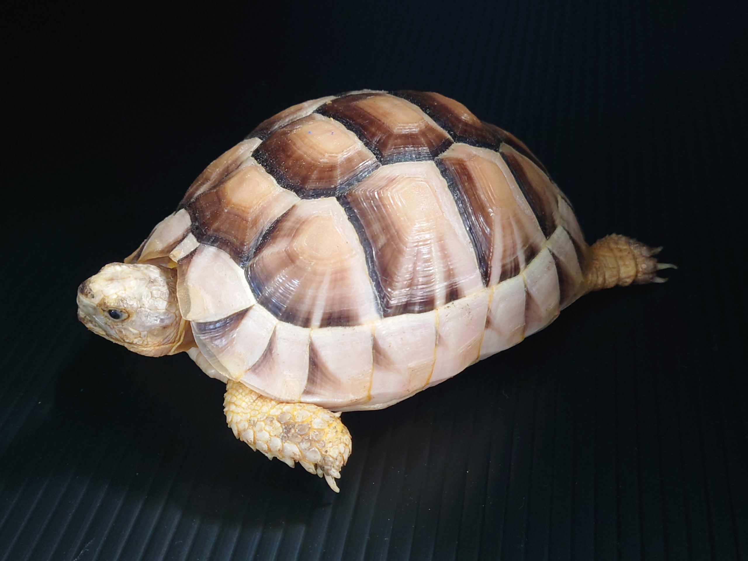 マルギナータリクガメ