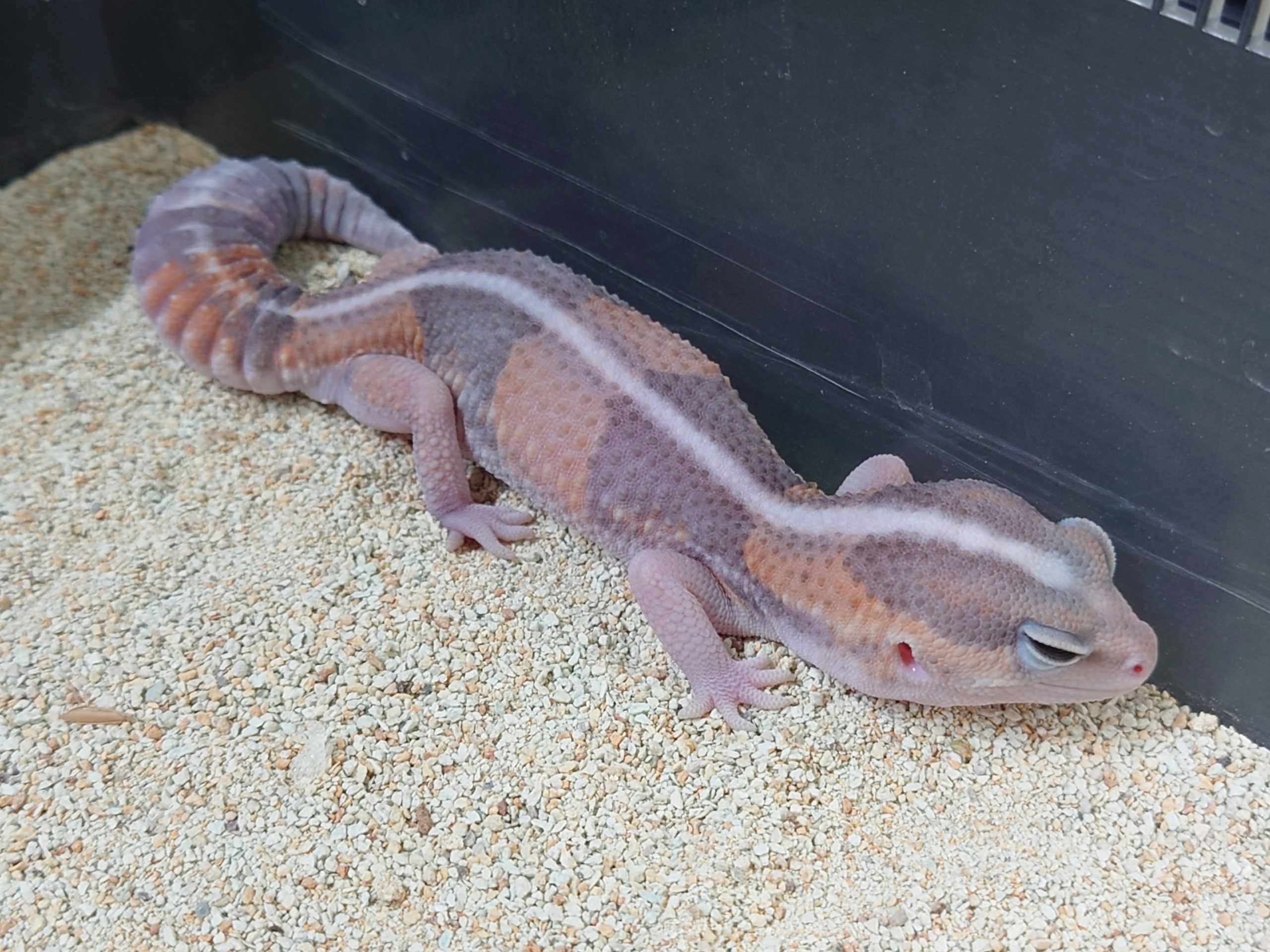 ニシアフリカトカゲモドキ飼育例