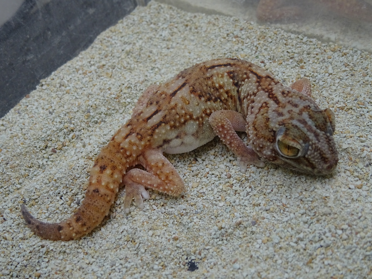 グローブヤモリ飼育例