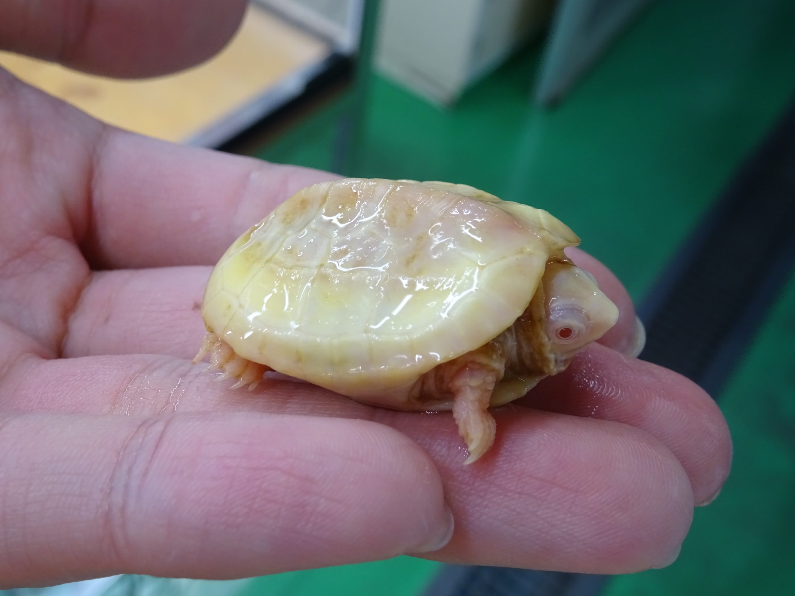 アルビノクサガメ