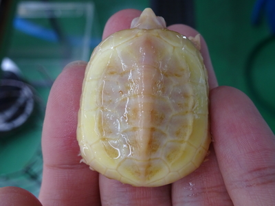 アルビノクサガメ飼育例