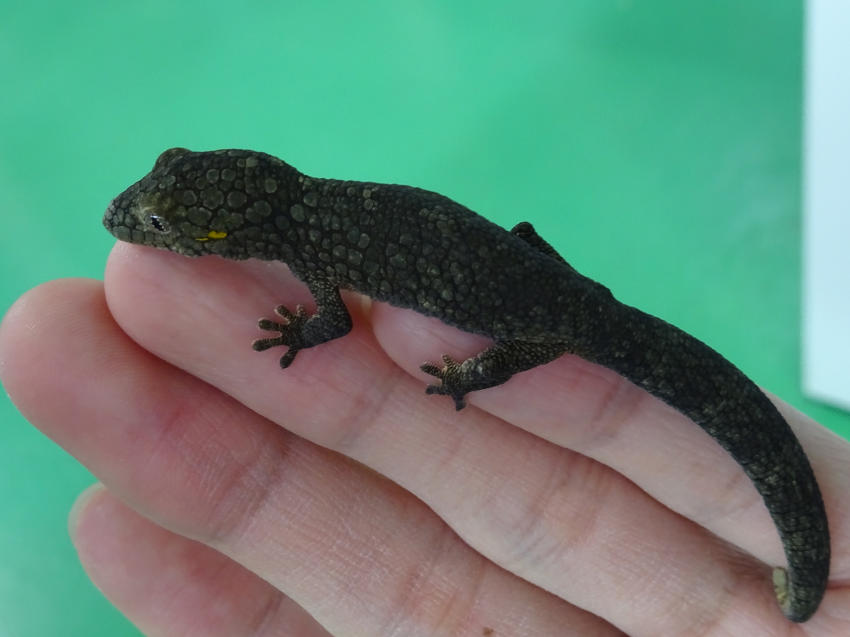 クチサケヤモリ飼い方