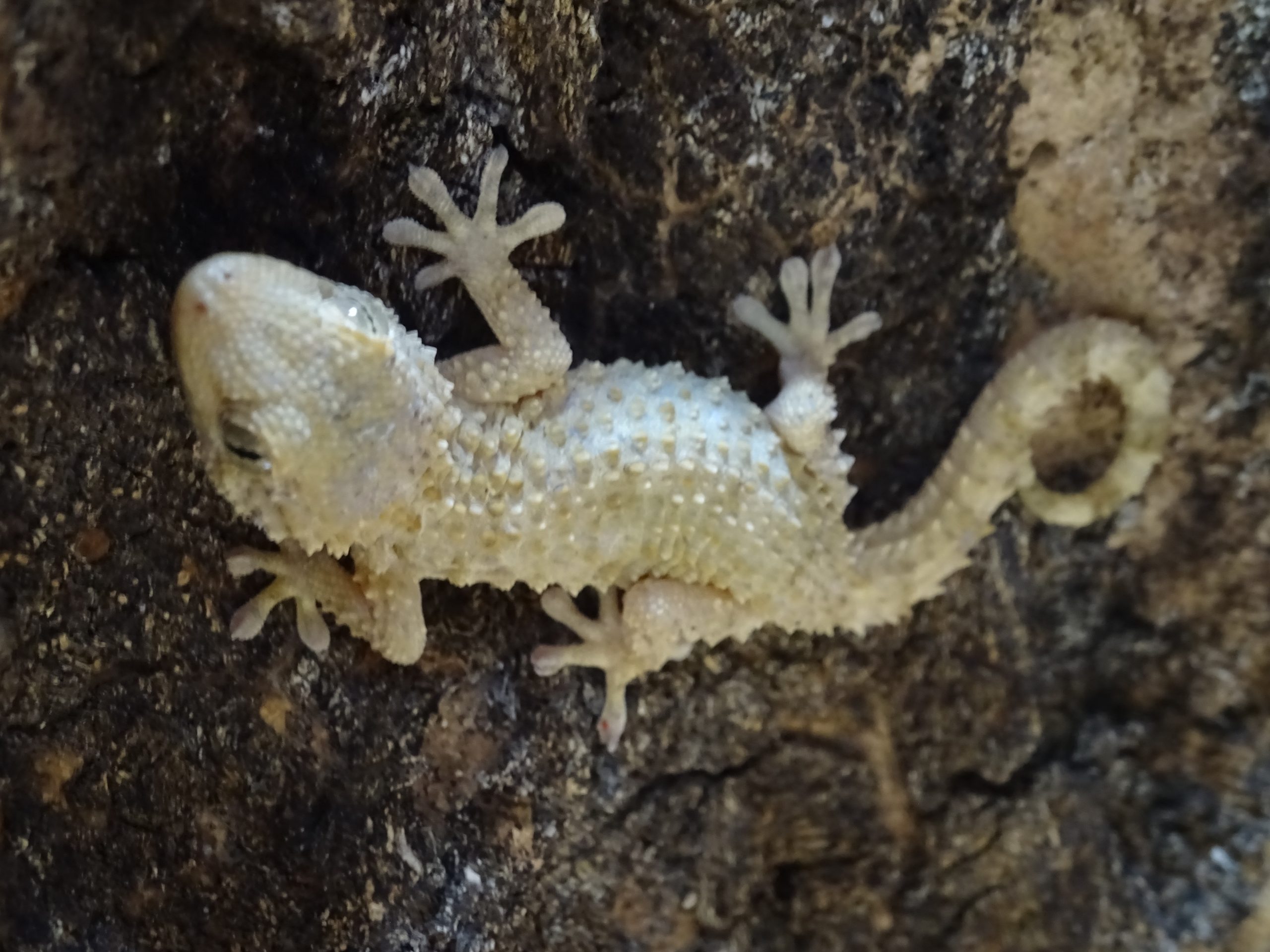 爬虫類のプロショップ Scope 岡山での爬虫類 両生類 タランチュラなどの生体