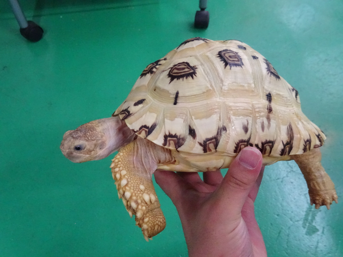 ヒョウモンリクガメ ソマリア産