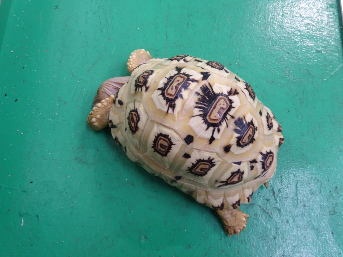 ヒョウモンリクガメ ソマリア産></div>
<!---->
<!---->
<!---->
<!---->
<!---->
<div class=