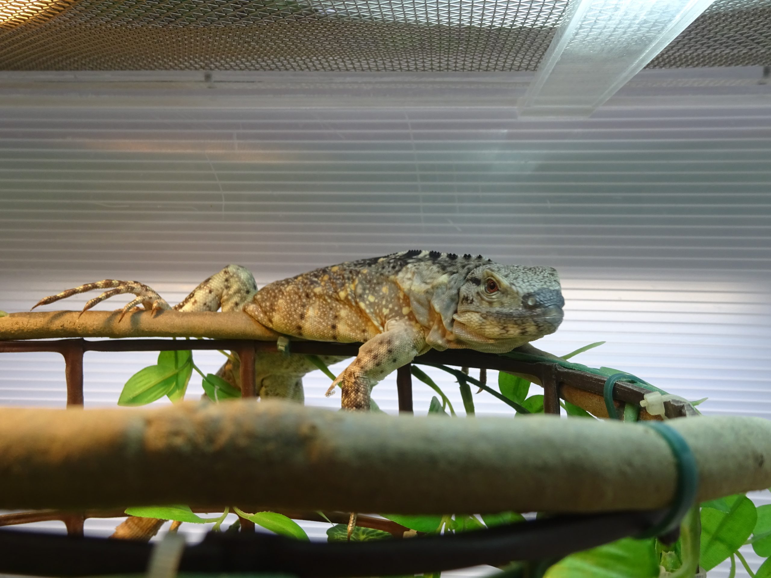 バナナスパイニーテールイグアナ飼育例