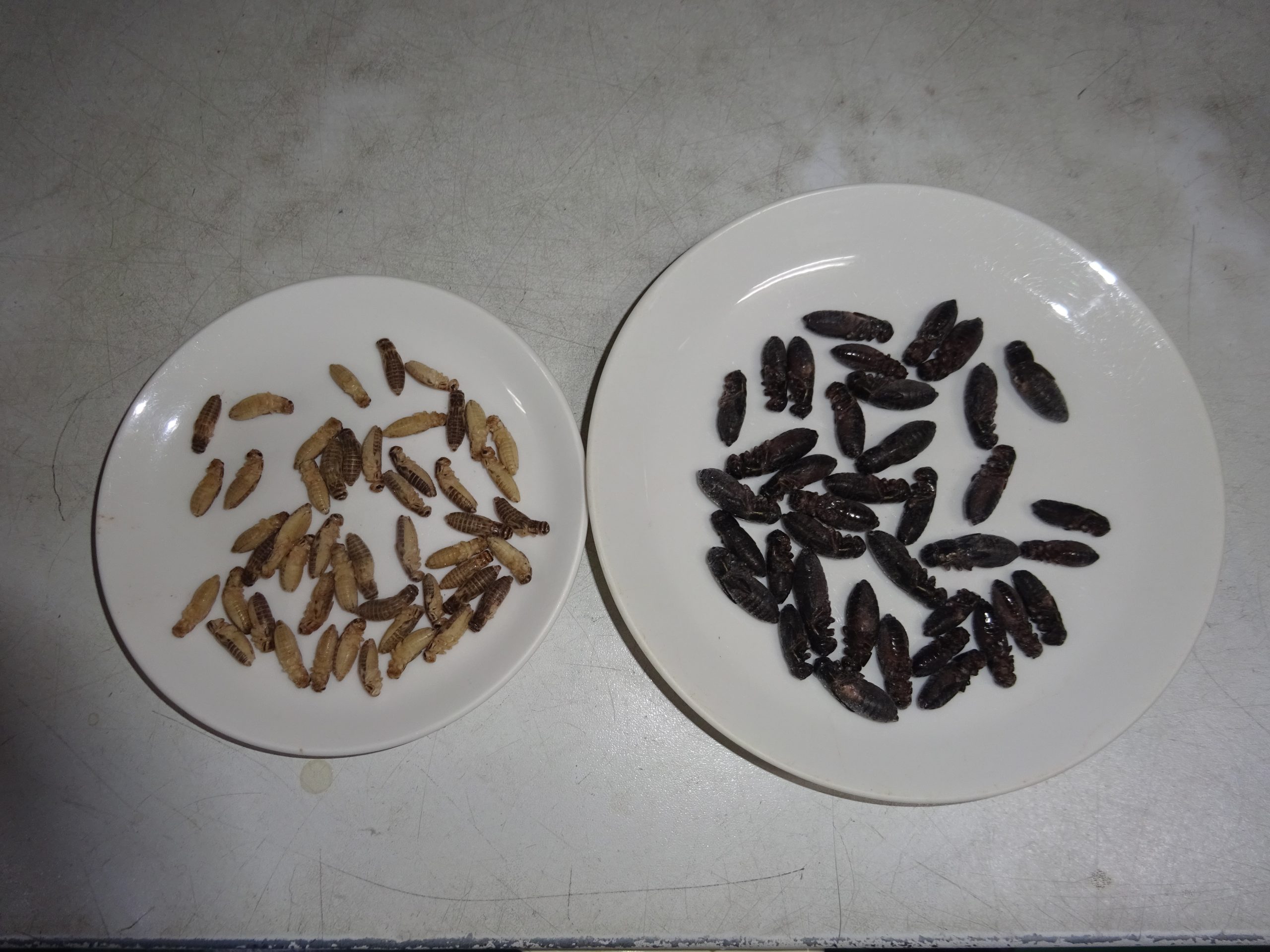 <p>冷凍クロコオロギ　メガⅬ　150g　220匹</p>
<p>冷凍イエコオロギ　ⅯⅬ　150g　750匹</p>
<p>再入荷しました。</p>
