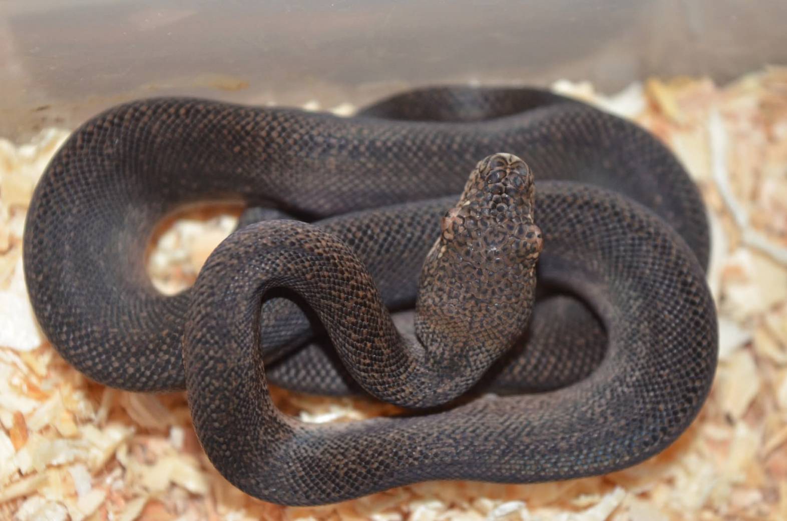 <p>ただいま発注しております。</p>
<p>ブラックスターダストゼブラカーペットパイソン</p>
<p>※写真1　成蛇　・　写真2　幼蛇</p>
<p>世界初、唯一無二のレアモルフになります。</p>
<p>次には同じく発注済みの</p>
<p>レッドキャリコアマゾンツリーボア</p>
<p>現物は写真以上の赤さでしょう。</p>
<p>いかがでしょうか。</p>
<p>詳しい入荷情報はまた後日ご報告いたします。</p>
<p> </p>
