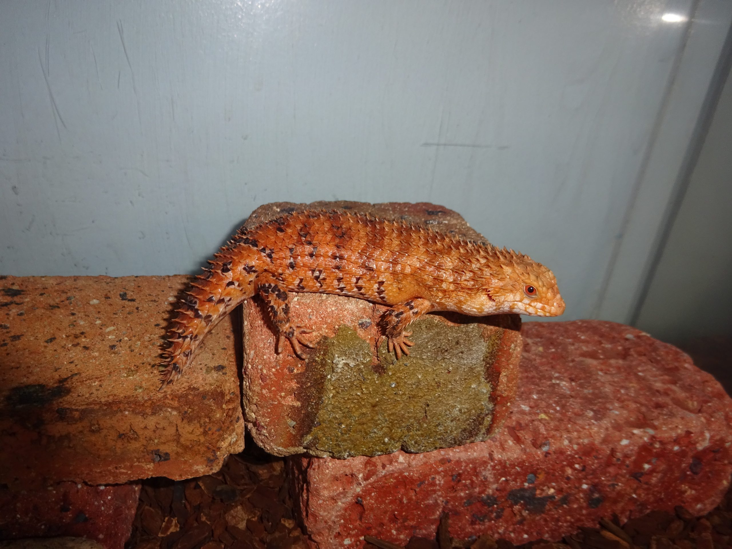 3/1　入荷情報　生体